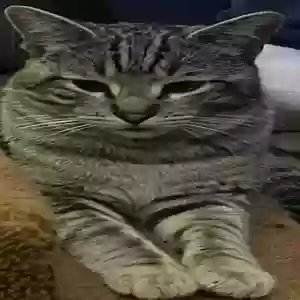 lost male cat miles