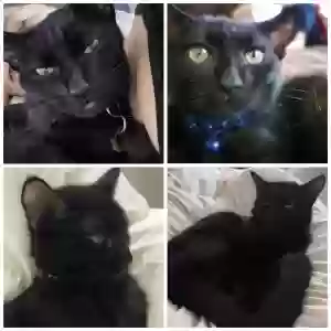 lost female cat cleo