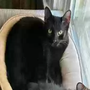 lost male cat salem