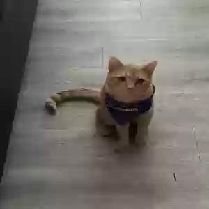 lost male cat canelo