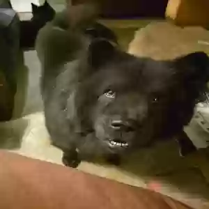 lost female dog squirt
