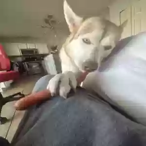 lost male dog apolo