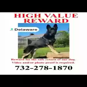 lost male dog charlie