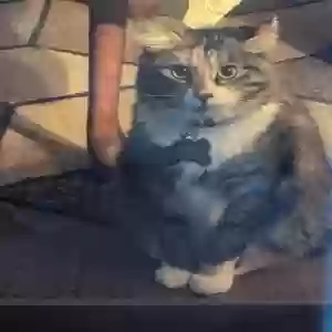 lost female cat lattie
