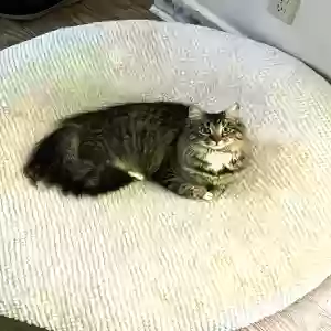 lost female cat unknown