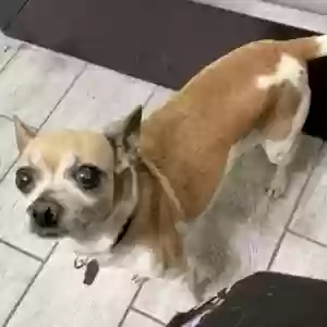 lost male dog kenshin