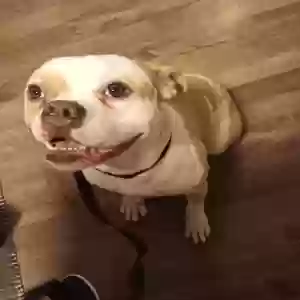 lost male dog spike