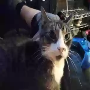 lost male cat unknown