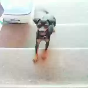 lost male dog balor