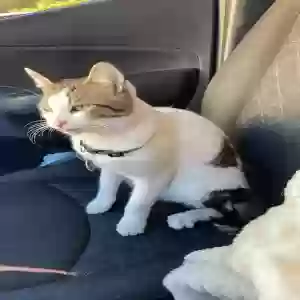 lost male cat unknown