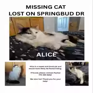lost female cat unknown