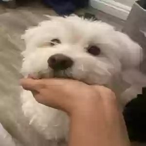 lost female dog mochi