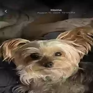 lost male dog rubble