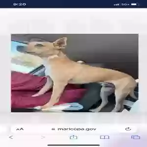 lost male dog lucky