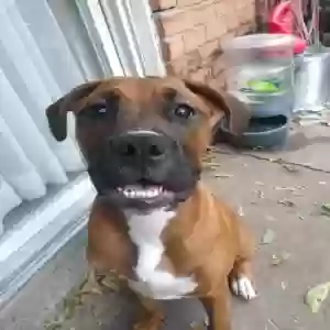 lost female dog momo