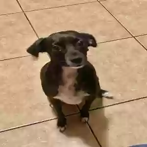 lost female dog grenas