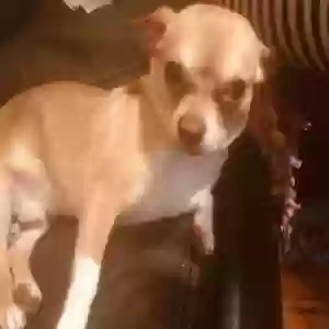 lost male dog oscar