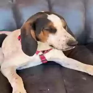 found male dog unknown