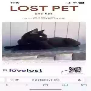 lost male cat unknown