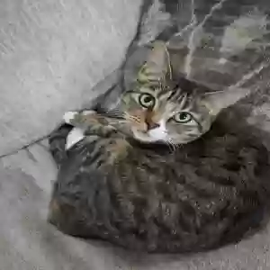 lost female cat raya