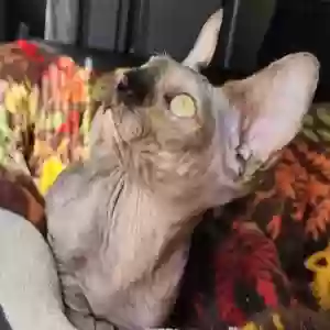lost female cat titi