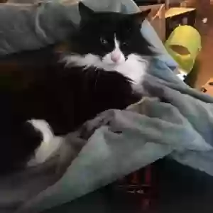 lost female cat leeloo