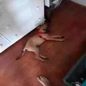 lost male dog bear
