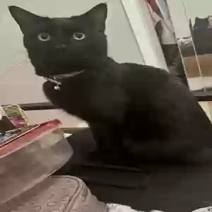 lost male cat sora