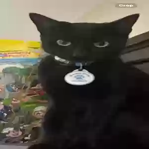 lost female cat trixie