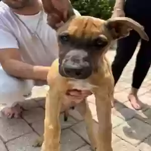 lost male dog unknown