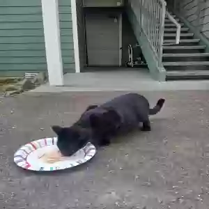 found female cat unknown