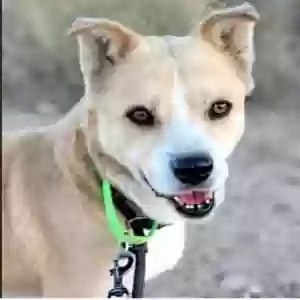 lost male dog peje