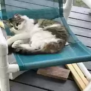 lost female cat fred