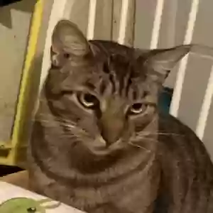 lost male cat cooper