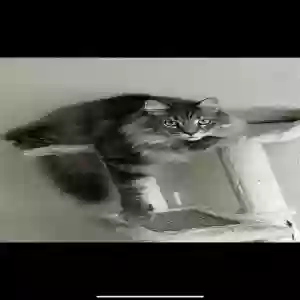 lost male cat teddy bear