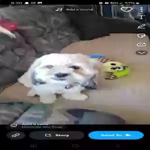 lost female dog rosie