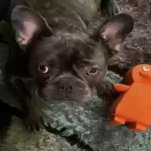 lost male dog bleu damarrius