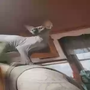 lost female cat nora