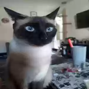 lost female cat bella sabrina