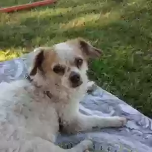 lost female dog kitty