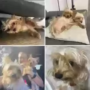lost male dog fred