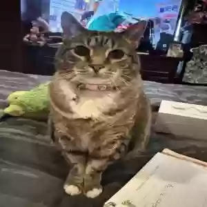 lost female cat princess