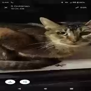 lost female cat unknown