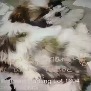 lost female dog diva