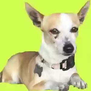 lost female dog darla