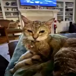 lost female cat cleo