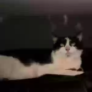 lost male cat vacca