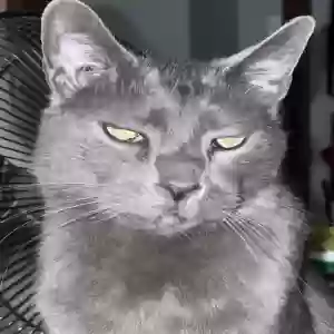 lost male cat greyworm