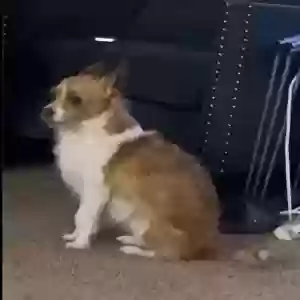 lost male dog rocket