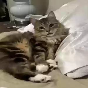 lost male cat unknown